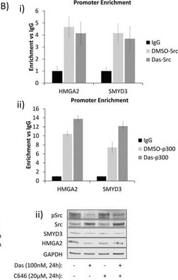 Detection of Human HMGA2 by Western Blot