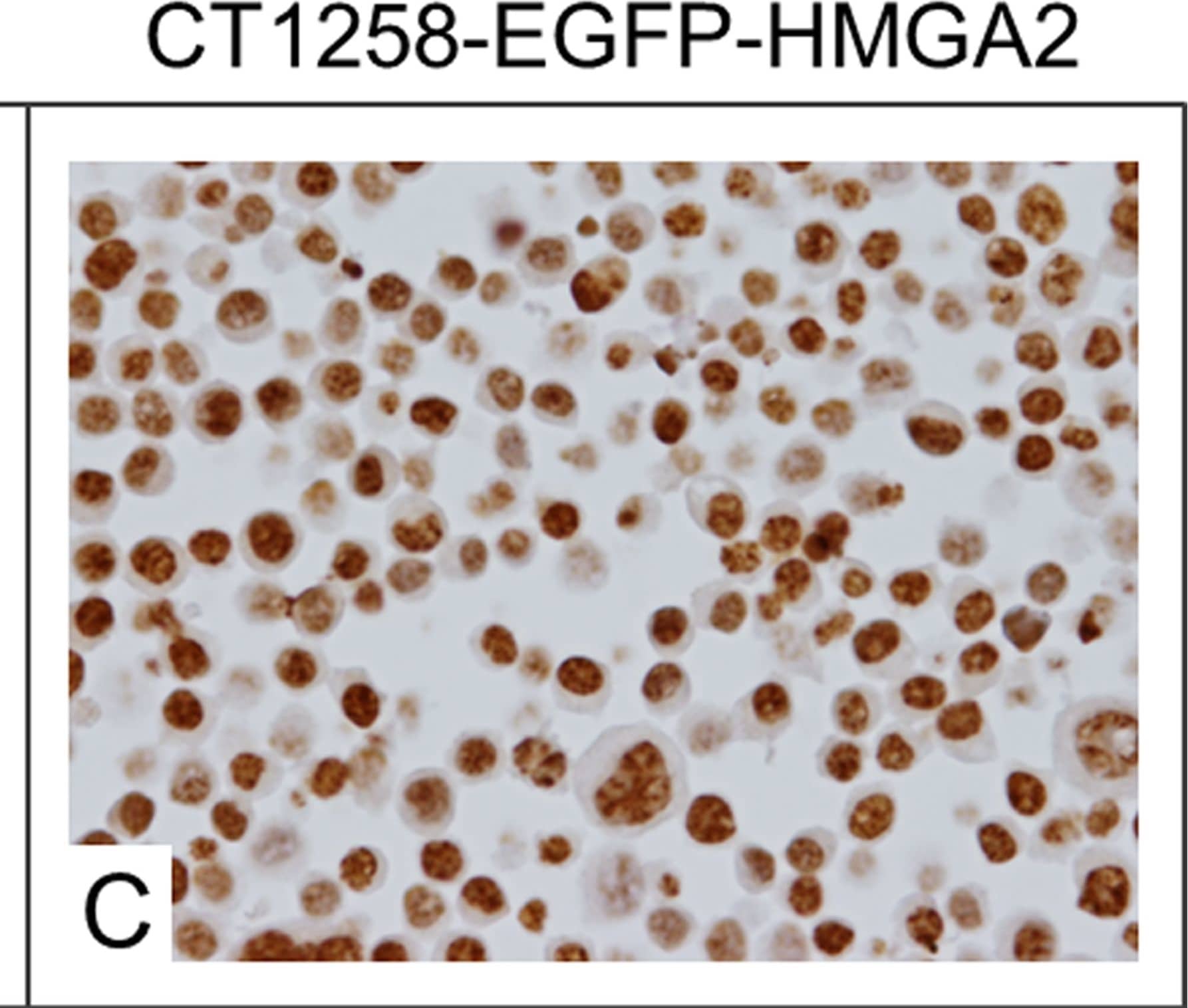 Detection of Canine HMGA2 by Immunocytochemistry/Immunofluorescence