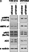 Detection of AMPK alpha 1 by Western Blot