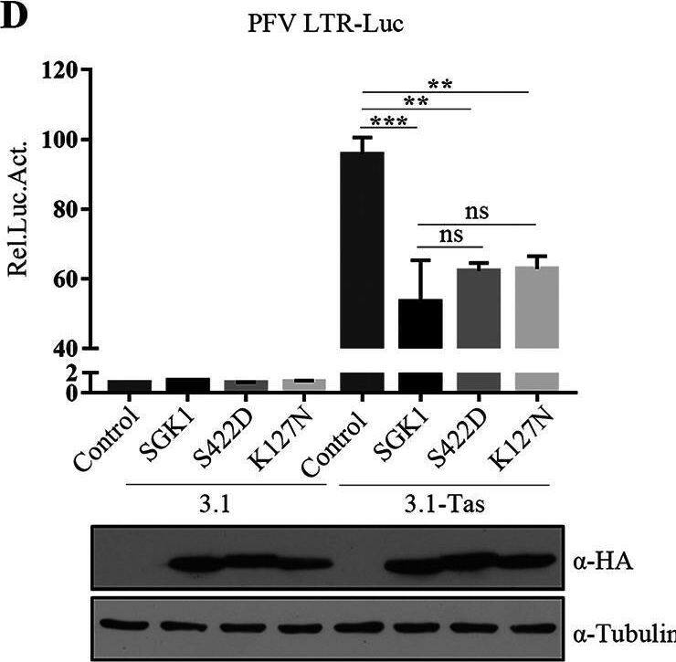 Detection of Human SGK1 by Western Blot