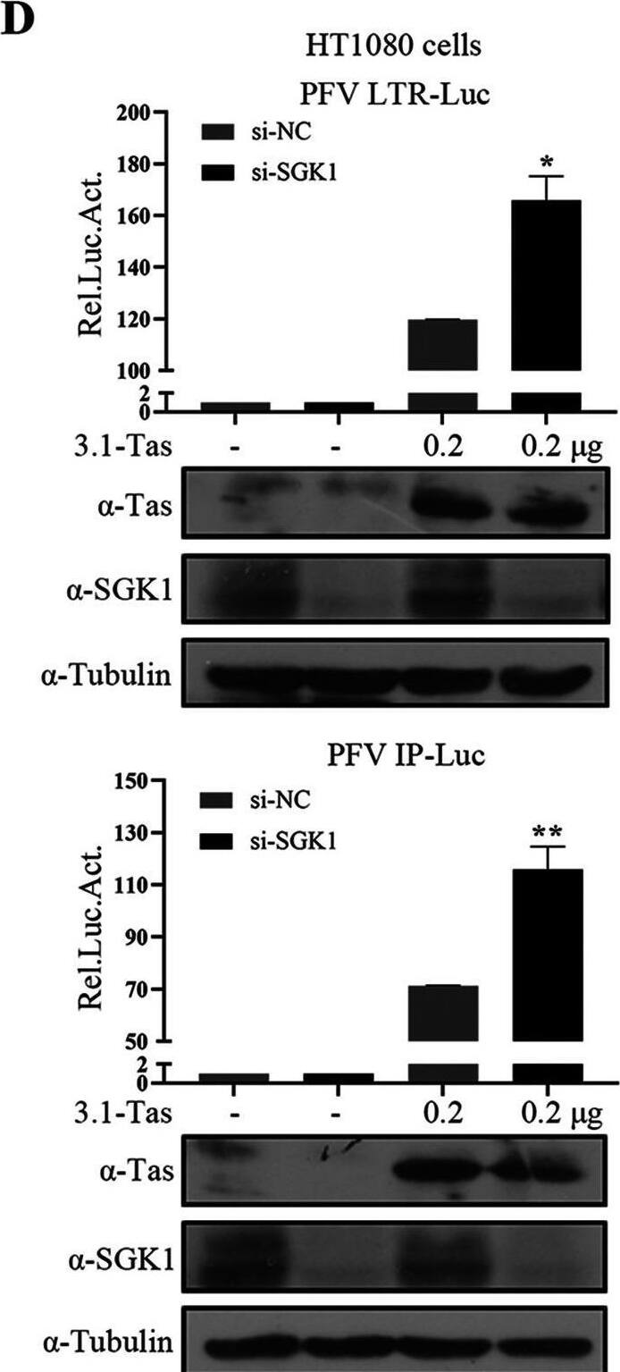 Detection of Human SGK1 by Western Blot