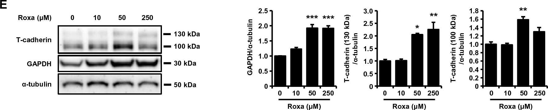 Detection of Cadherin-13 by Western Blot