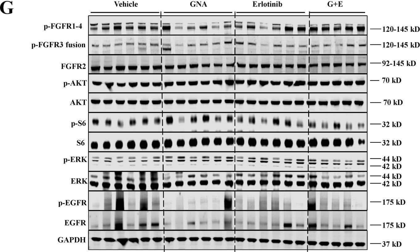 Detection of Phospho-FGFR1-4 (Y653/Y654) by Western Blot