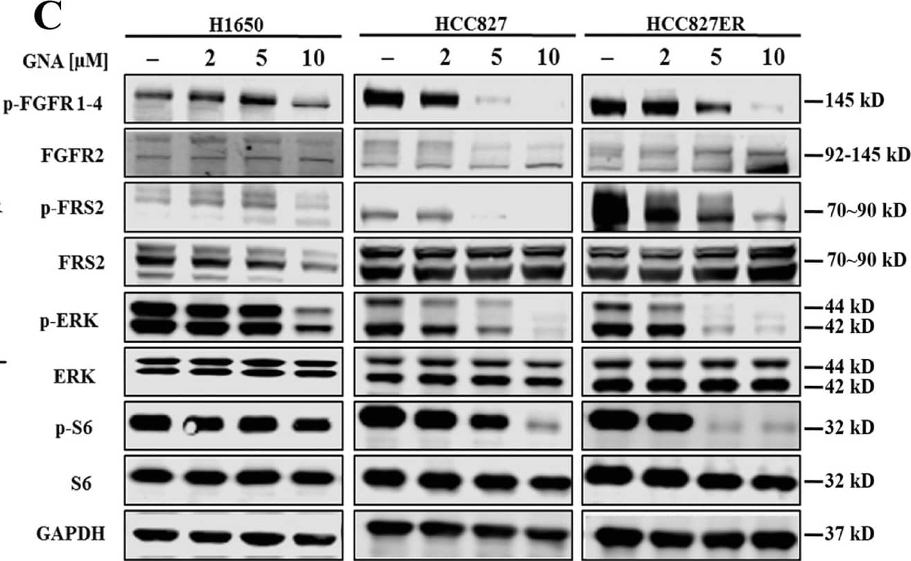 Detection of Phospho-FGFR1-4 (Y653/Y654) by Western Blot