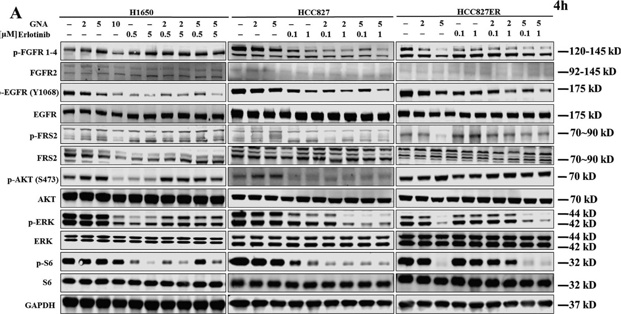 Detection of Phospho-FGFR1-4 (Y653/Y654) by Western Blot