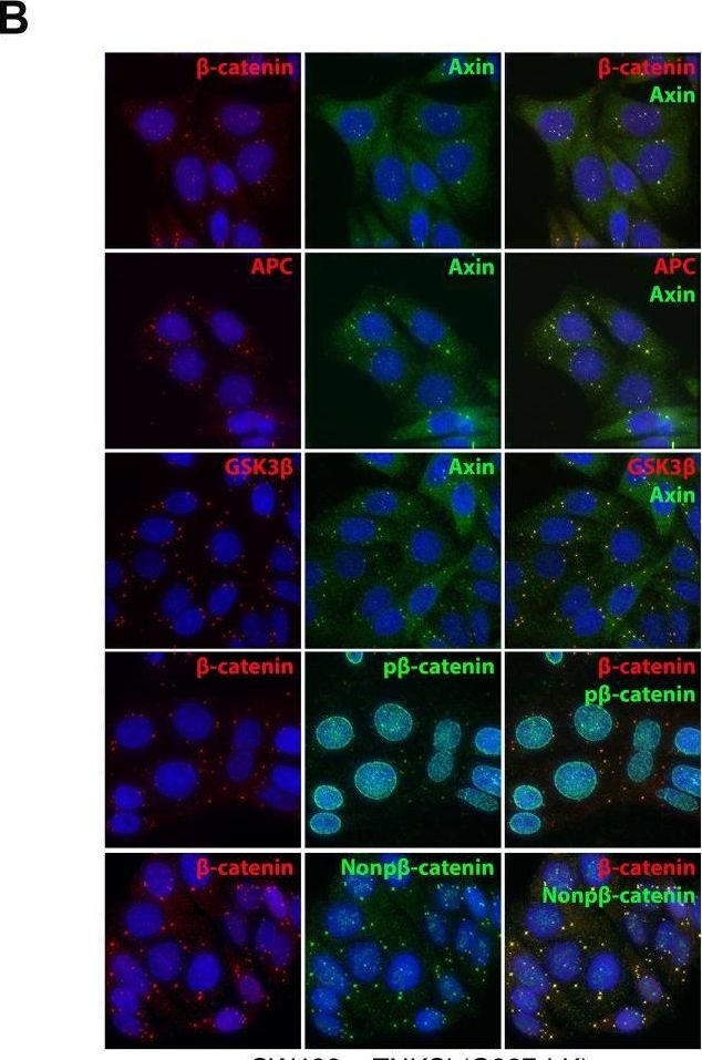 Detection of Axin-1 by Immunocytochemistry/ Immunofluorescence