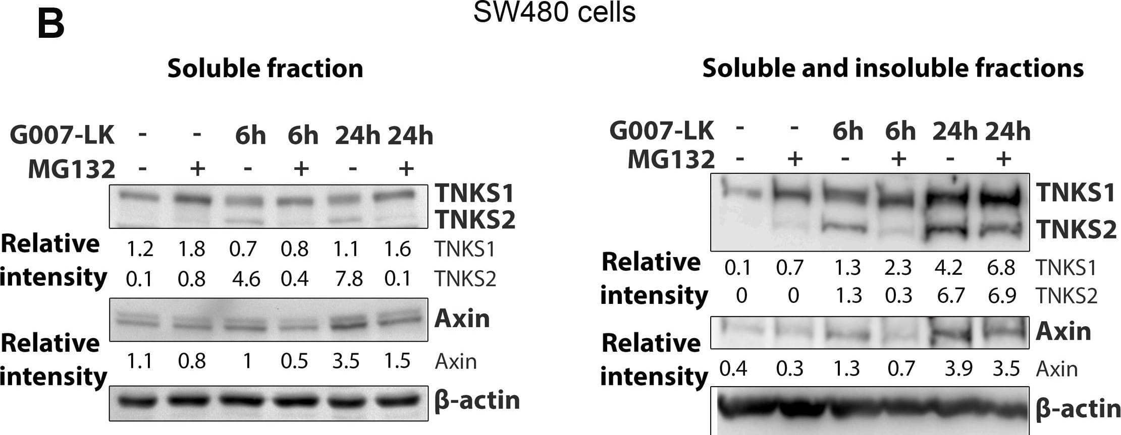 Detection of Axin-1 by Western Blot