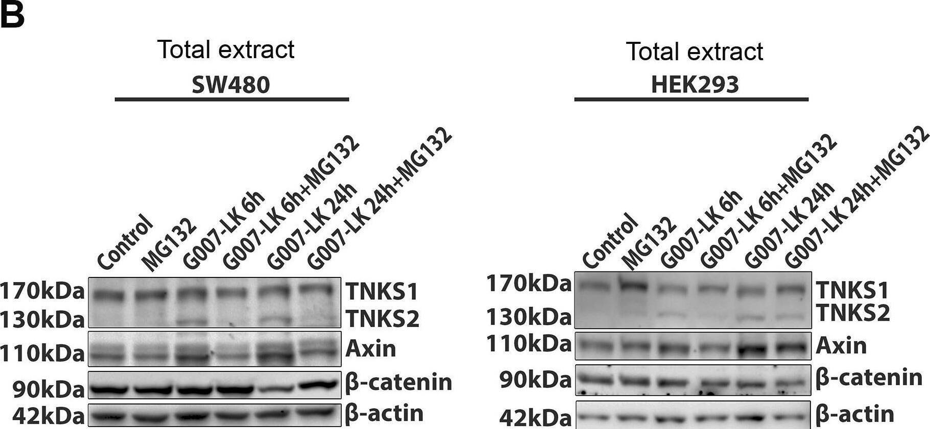 Detection of Axin-1 by Western Blot