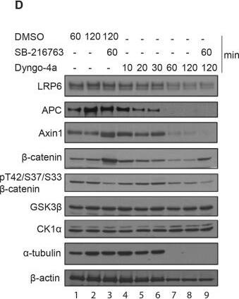 Detection of Axin-1 by Western Blot