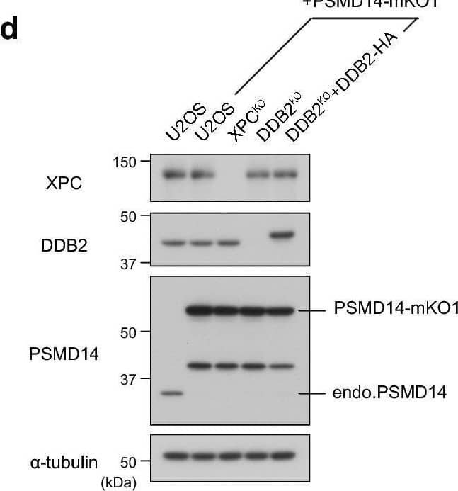 Detection of XPE/DDB2 by Western Blot