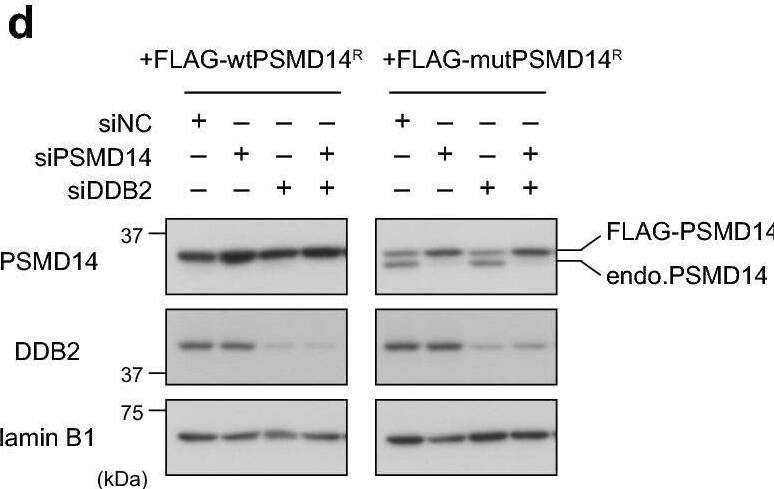 Detection of XPE/DDB2 by Western Blot
