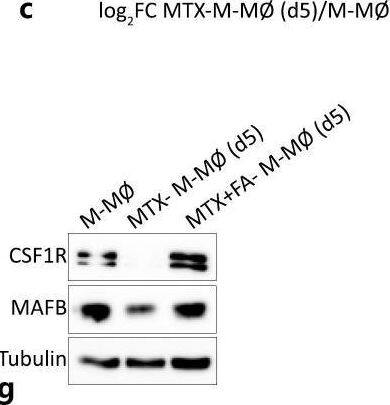 Detection of M-CSF R/CD115 by Western Blot