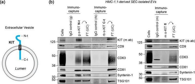 Detection of CD117/c-kit by Western Blot