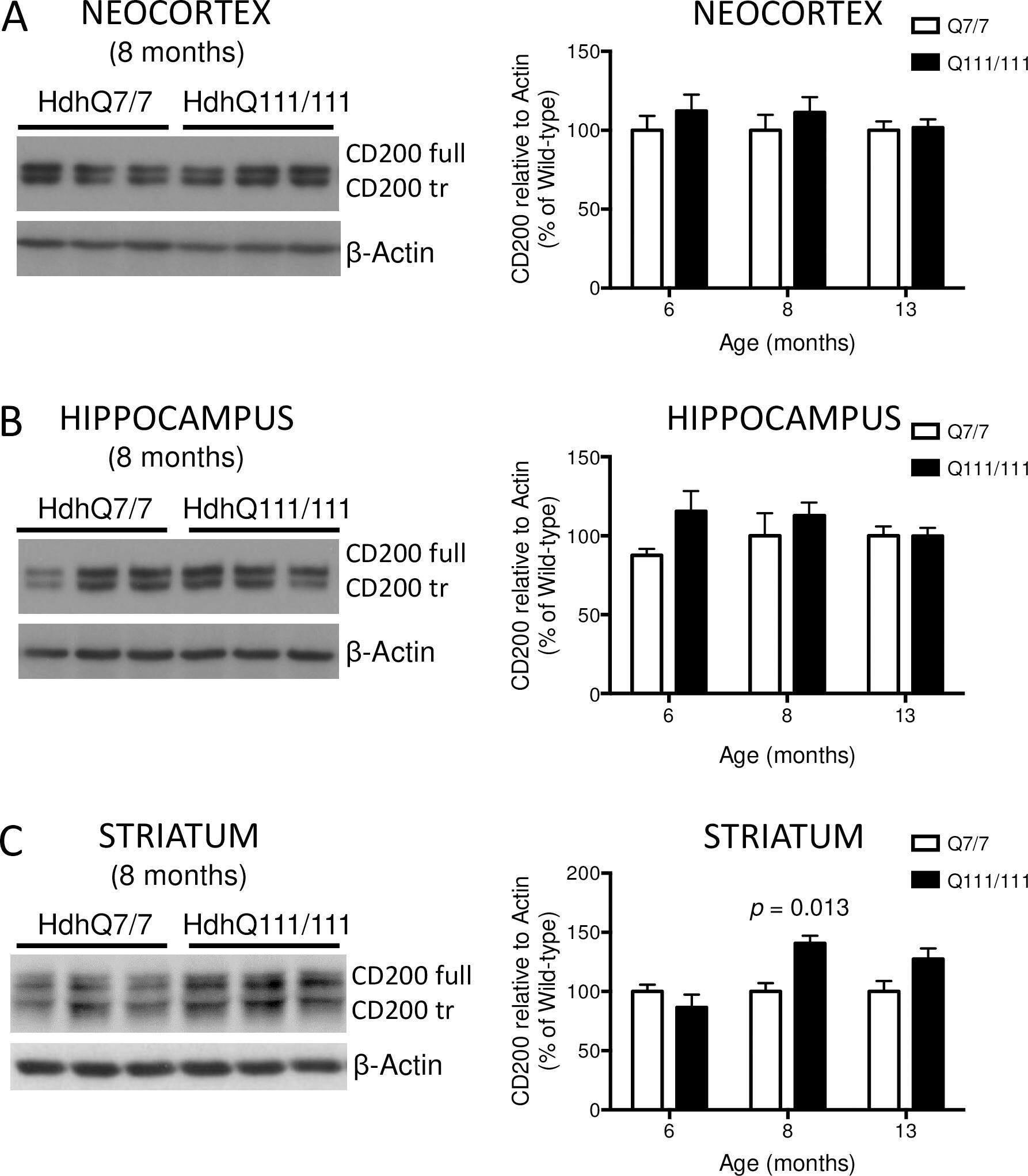 Detection of Human CD200/OX2 by Western Blot