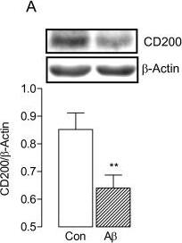 Detection of Mouse CD200/OX2 by Western Blot
