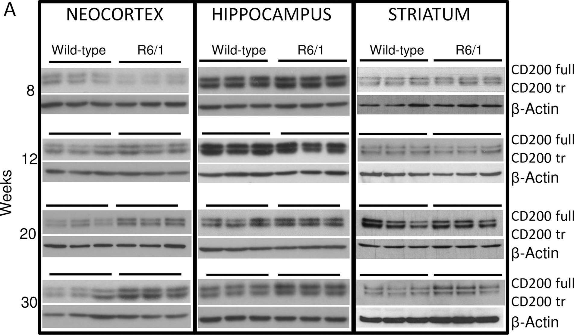 Detection of Human CD200/OX2 by Western Blot