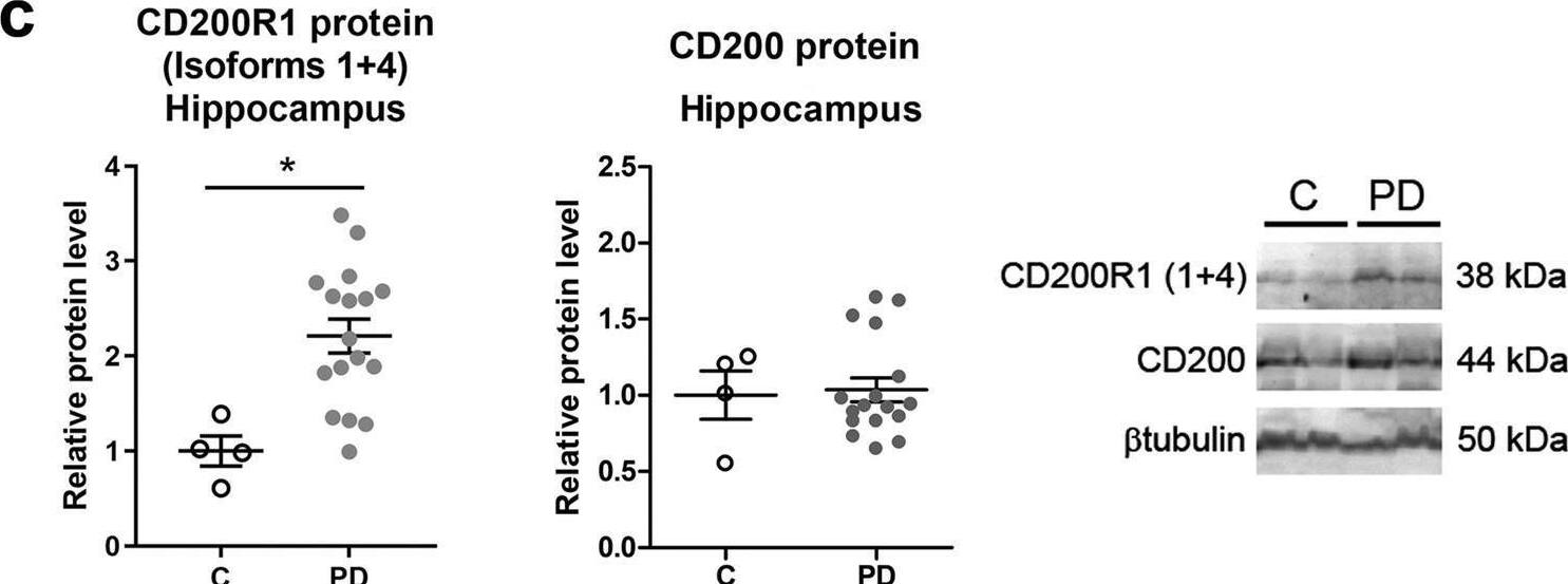 Detection of CD200 by Western Blot
