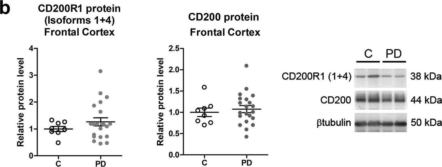 Detection of CD200 by Western Blot