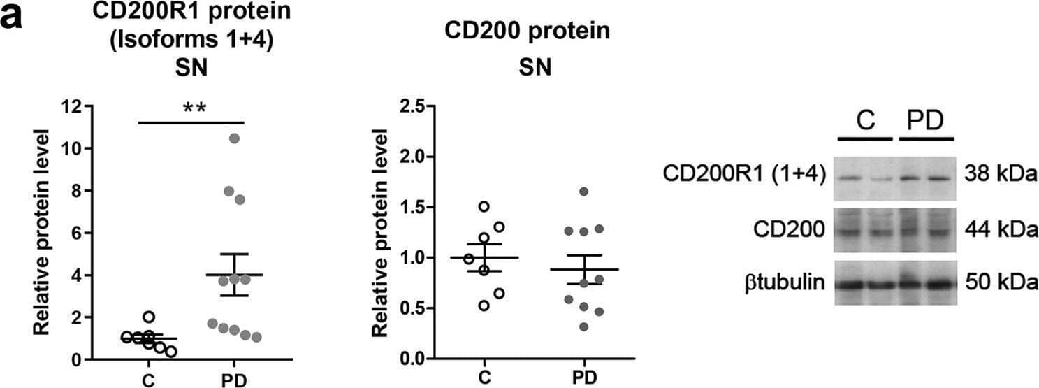 Detection of CD200 by Western Blot