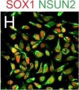 Detection of Human SOX1 by Immunocytochemistry/Immunofluorescence