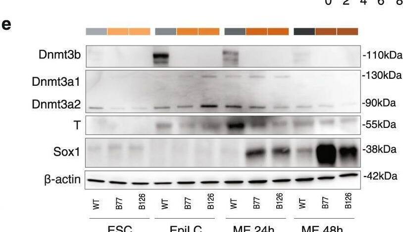 Detection of SOX1 by Western Blot