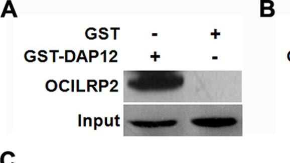 Detection of Mouse OCILRP2/CLEC2i by Western Blot