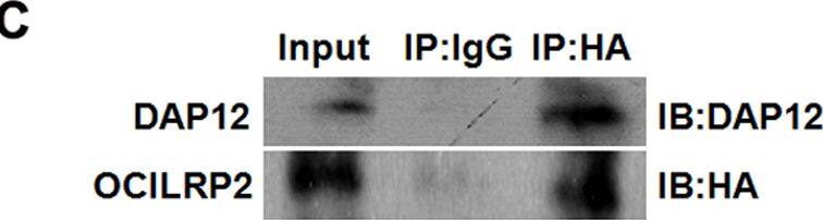 Detection of Mouse OCILRP2/CLEC2i by Western Blot