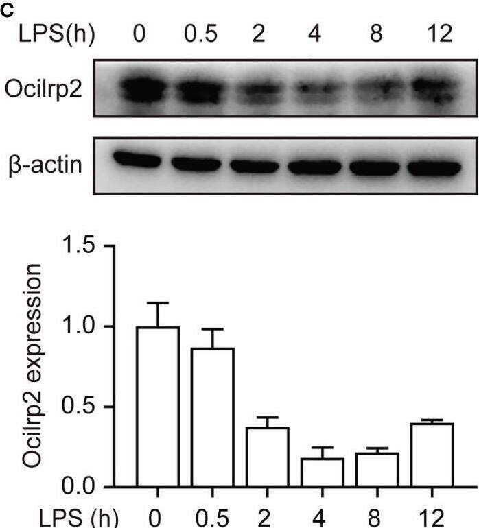 Detection of OCILRP2/CLEC2i by Western Blot