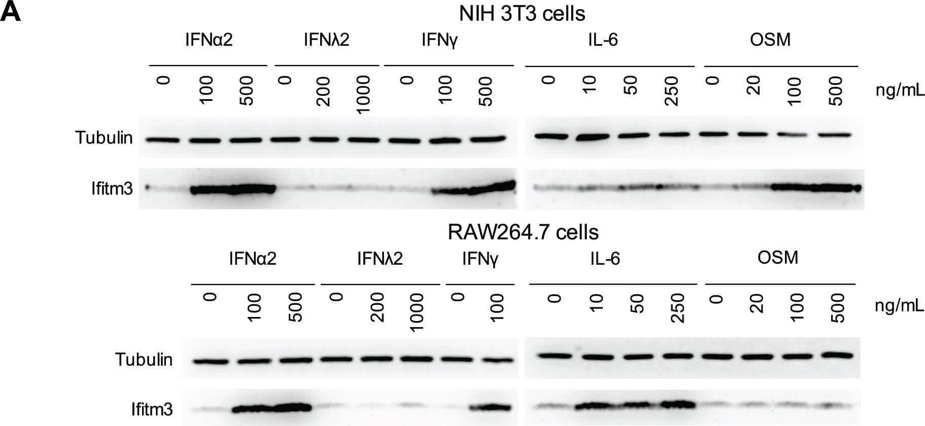 Detection of Mouse IFITM3/Fragilis by Western Blot