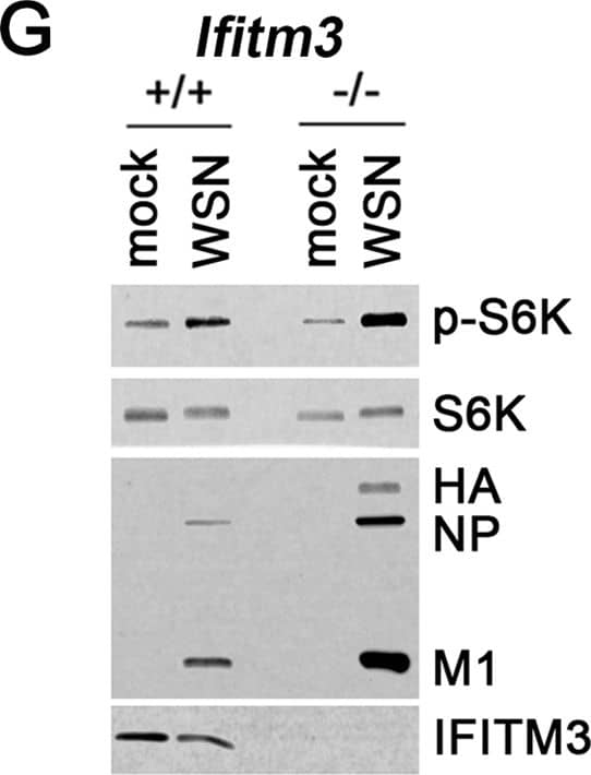 Detection of Mouse IFITM3/Fragilis by Western Blot
