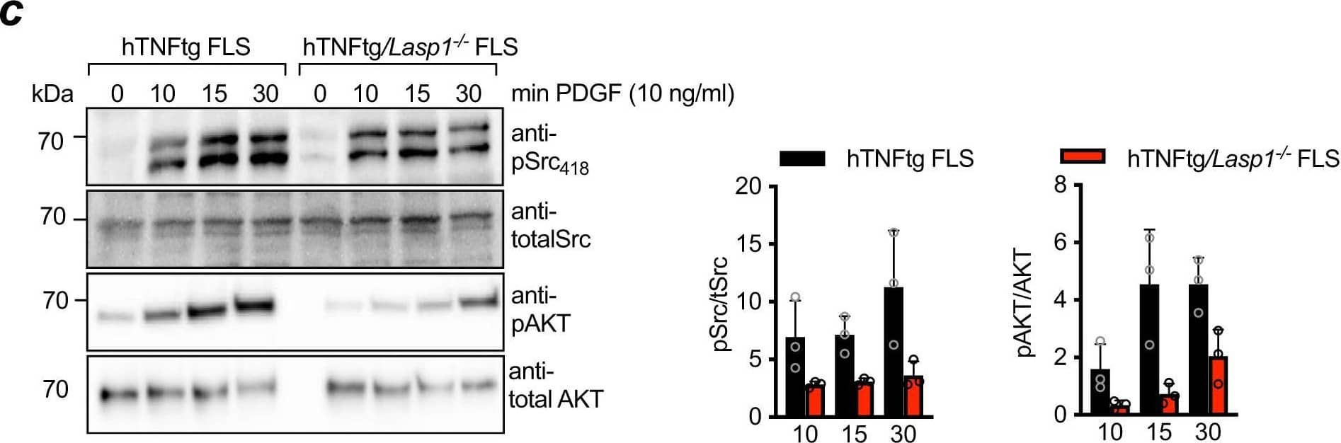 Detection of Mouse Src by Western Blot