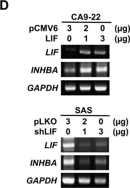 Detection of Activin A  betaA subunit by Western Blot