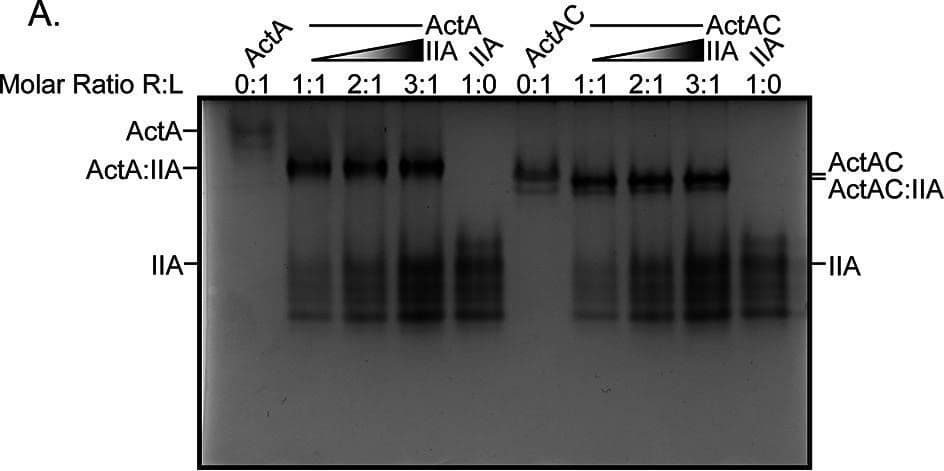 Detection of Activin A  betaA subunit by Western Blot
