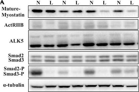Detection of Porcine Activin RIIB by Western Blot