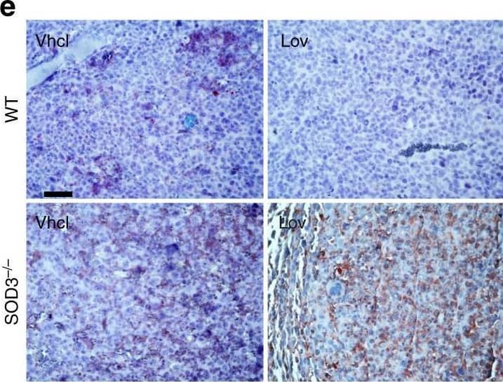 Detection of Mouse SOD3/EC-SOD by Immunohistochemistry