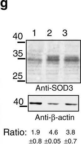 Detection of Mouse SOD3/EC-SOD by Western Blot