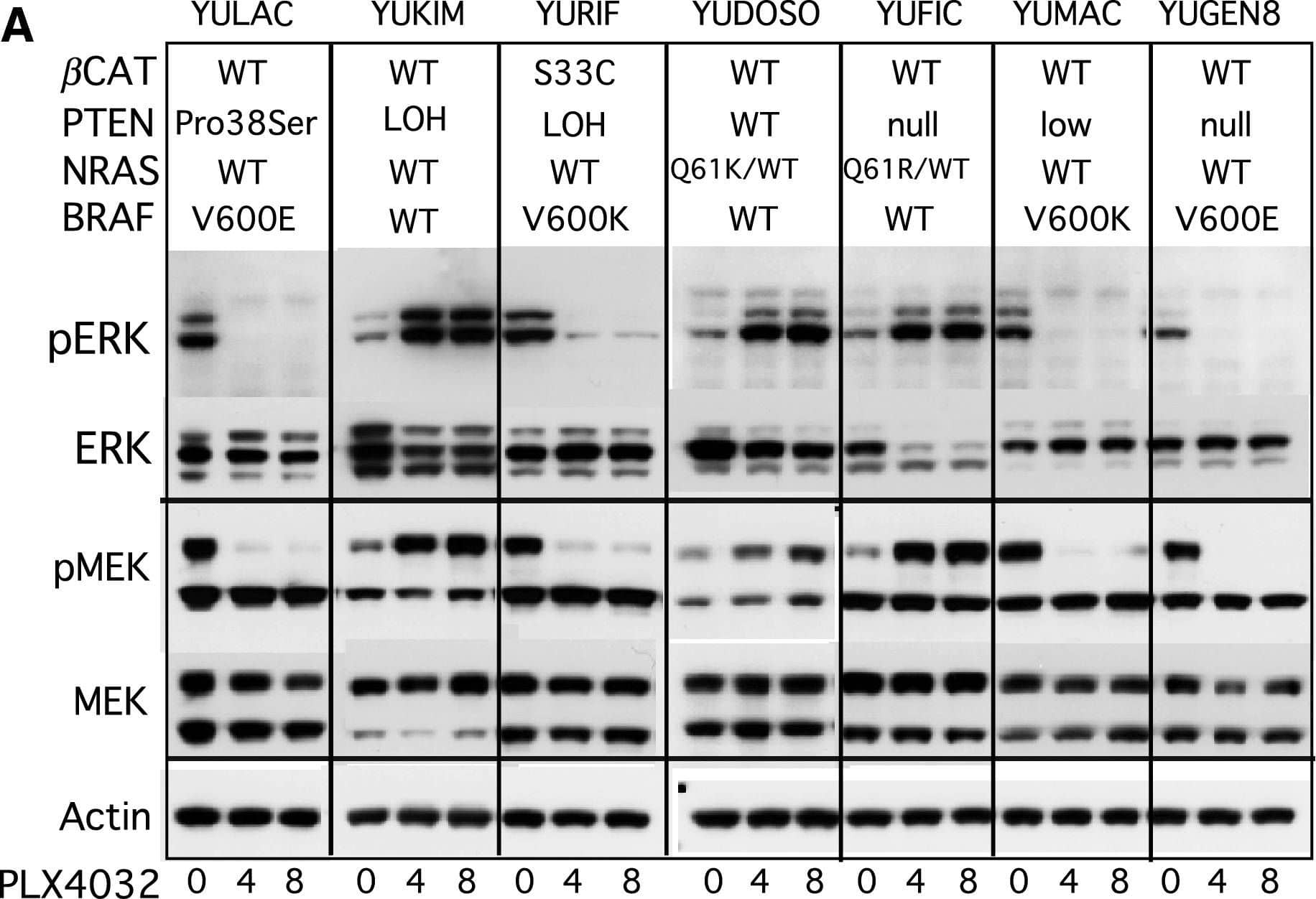 Detection of Human B-Raf by Western Blot