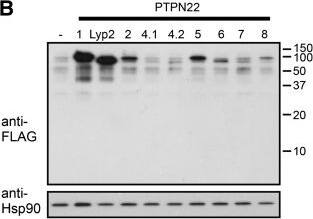 Detection of Lyp by Western Blot