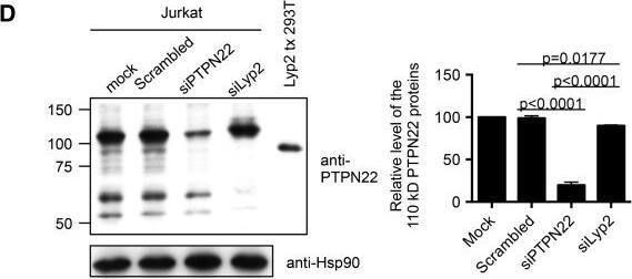 Detection of Lyp by Western Blot
