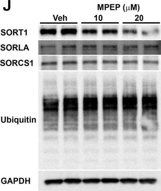 Detection of SorCS1 by Western Blot