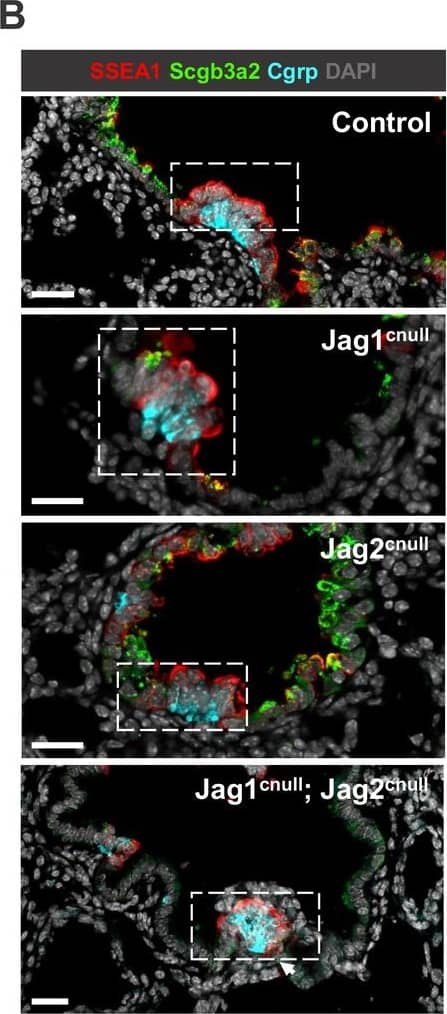 Detection of Mouse UGRP1/SCGB3A2 by Immunocytochemistry/Immunofluorescence