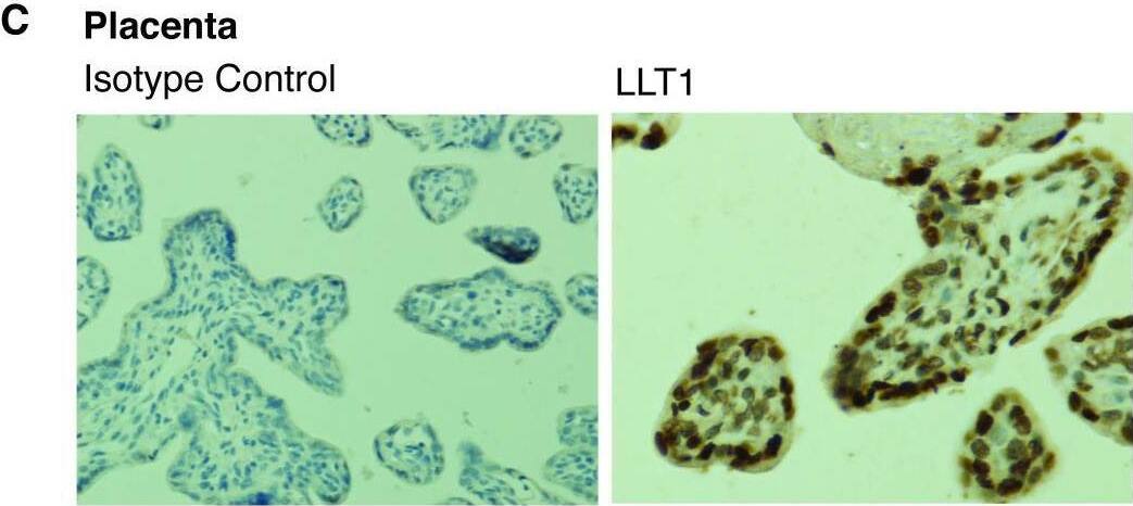 Detection of OCIL/CLEC2d by Immunohistochemistry
