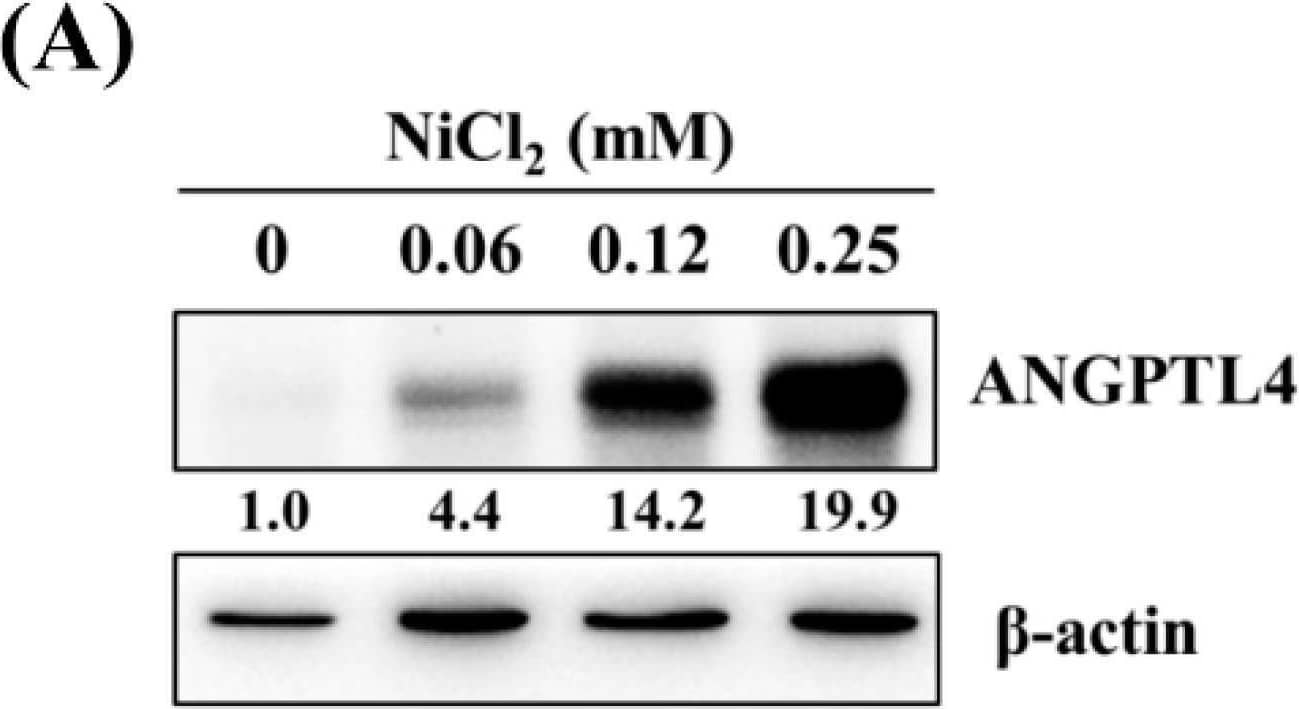 Detection of Angiopoietin-like Protein 4/ANGPTL4 by Western Blot