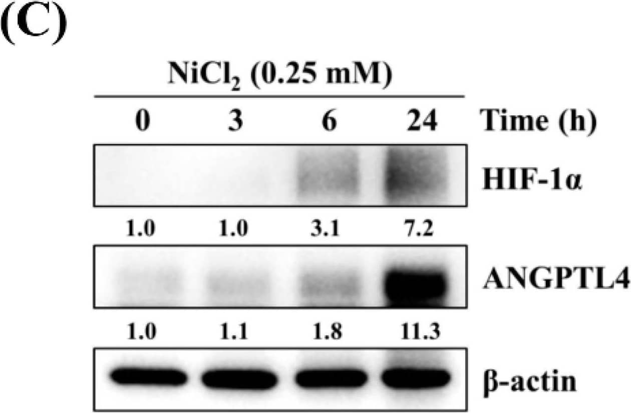 Detection of Angiopoietin-like Protein 4/ANGPTL4 by Western Blot
