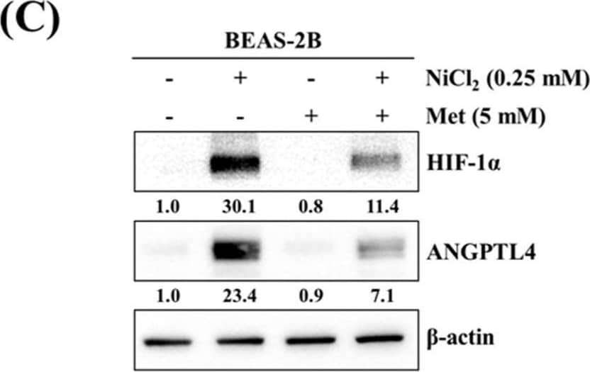 Detection of Angiopoietin-like Protein 4/ANGPTL4 by Western Blot