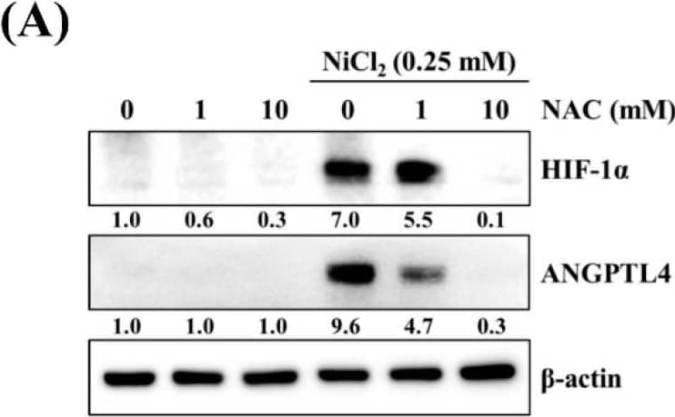 Detection of Angiopoietin-like Protein 4/ANGPTL4 by Western Blot