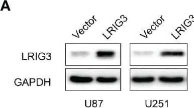 Detection of LRIG3 by Western Blot
