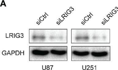 Detection of LRIG3 by Western Blot