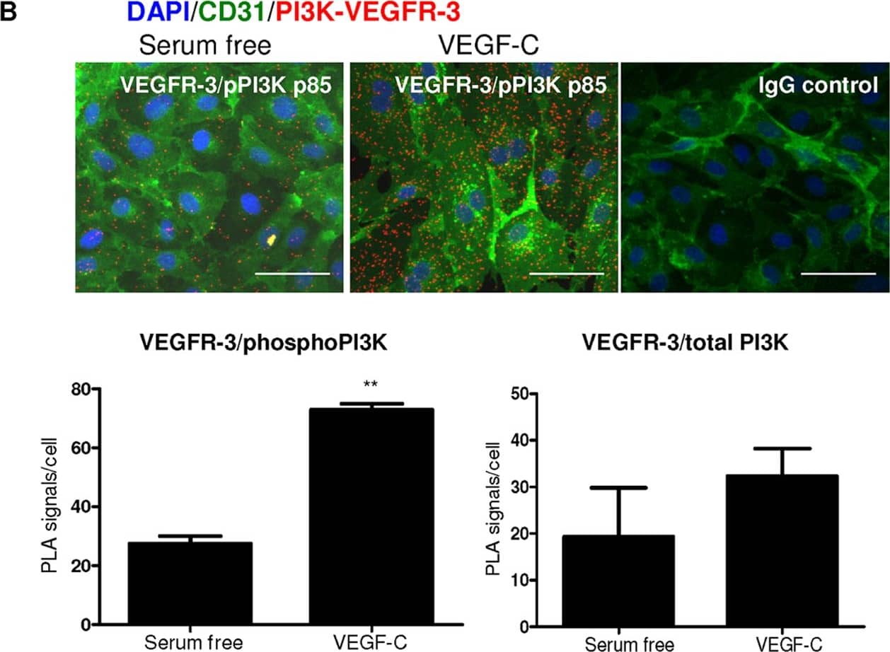 Detection of Human VEGFR3/Flt-4 by Immunocytochemistry/ Immunofluorescence