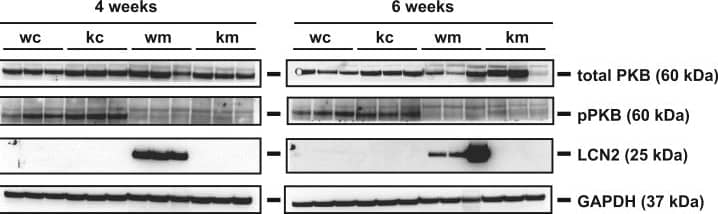 Detection of Mouse Lipocalin-2/NGAL by Western Blot